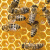 Close-up view of honeybees working on vibrant honeycomb cells filled with golden honey, illustrating the natural activity in a beekeeping environment, featured in Farm, Garden & Tool and Beekeeping Supplies collections.