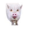 Handcrafted deluxe magnet featuring a sweet white piglet with a gentle expression and the uplifting verse "You are altogether beautiful" from Song of Solomon, perfect for Home & Decor, Best Sellers, and Promo Eligible collections.