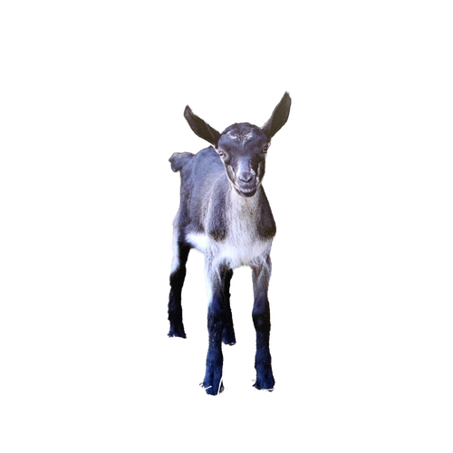 Unique handcrafted magnet showcasing a young black and white goat with perked ears, designed to inspire and brighten spaces within Home & Decor, Best Sellers, and Promo Eligible collections.