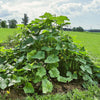 A-Frame Garden Trellis for Cucumber and Squash