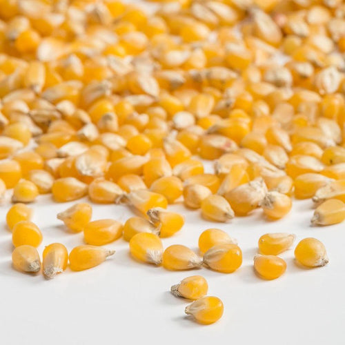 Close-up of golden yellow popcorn kernels scattered on a white surface, highlighting handcrafted Amish made quality, ideal for Kitchen & Food, Snacks and Sweets, and Popcorn collections.