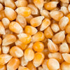 Close-up of large traditional yellow popcorn kernels with natural drying visible, highlighting handcrafted quality and USA made attributes for kitchen and food collections.
