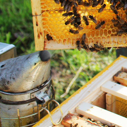 Bees actively working on a handcrafted medium wooden frame with wired beeswax foundation above a traditional metal bee smoker, set against a green outdoor background, crafted in the USA and part of Amish-made beekeeping supplies for farm, garden, and hive component collections.