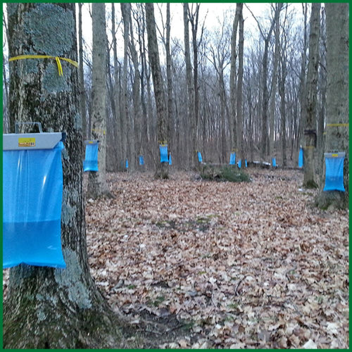 Multiple blue semi-transparent sap collection bags hanging from trees in a forest setting during maple sugaring season, designed for clean sap harvest; featured in Farm, Garden & Tool, Orchard and Grove, Maple Syrup Sugaring Supplies, Best Sellers, Promo Eligible collections.