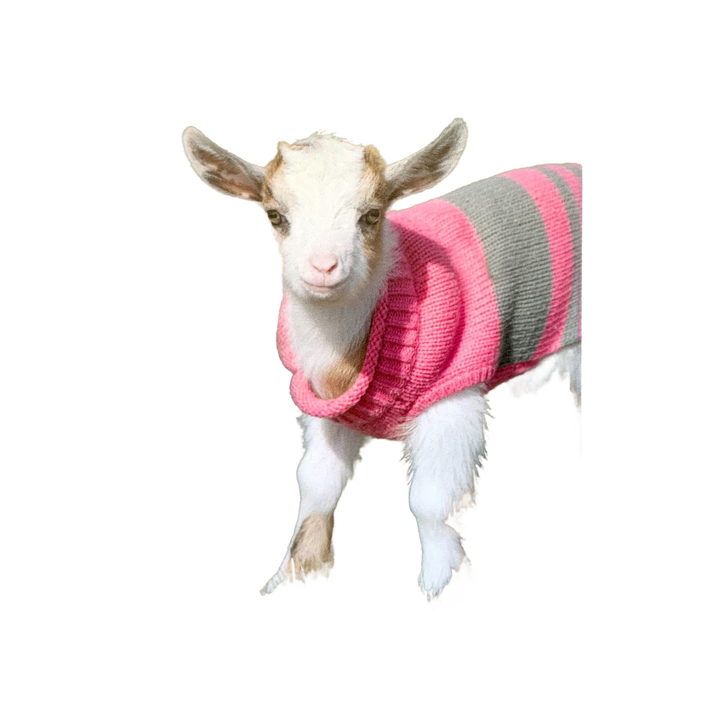 Young goat wearing a handcrafted pink and gray striped sweater, perfect for adding charm to Home & Decor, Decor, Best Sellers, and Promo Eligible collections.