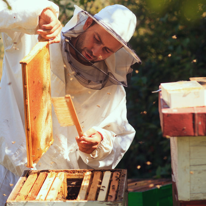 Beekeeper in protective gear carefully handling a deep wooden bee frame with natural wired beeswax foundation, showcasing Amish-made craftsmanship in a sunny outdoor setting.