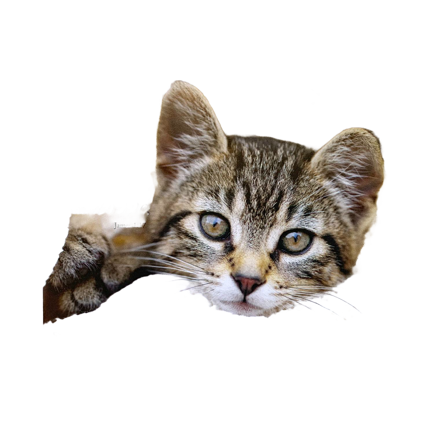 Unique handcrafted magnet featuring a close-up of a curious tabby kitten with bright eyes and a subtle inspiring verse, ideal for Home & Decor, Best Sellers, and Promo Eligible collections.