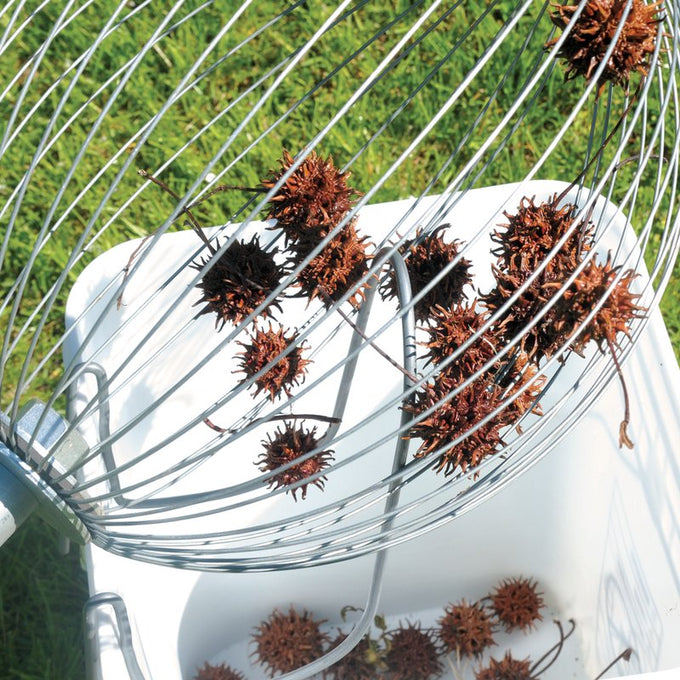Metal wire nut collector with wooden handle scooping up spiky seed pods over white bucket, designed for effortless yard cleanup; included in Farm, Garden & Tool, Lawncare, Best Sellers, Promo Eligible collections.