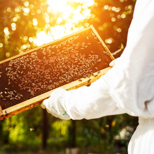 Beekeeper wearing protective gear holding a wooden frame covered with bees and honeycomb, capturing a bright, sunlit outdoor setting in a garden or farm area.