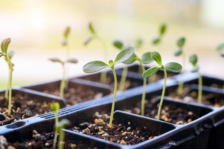 plant seeds indoors in trays