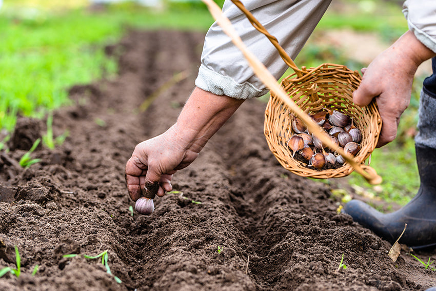 planting garlic in garden