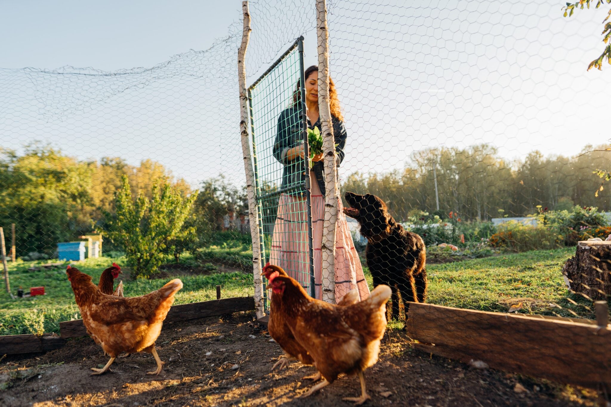 Women entering chicken coop