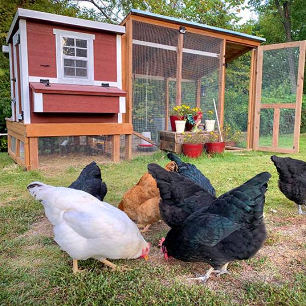 Chicken coop with chickens in front of it.