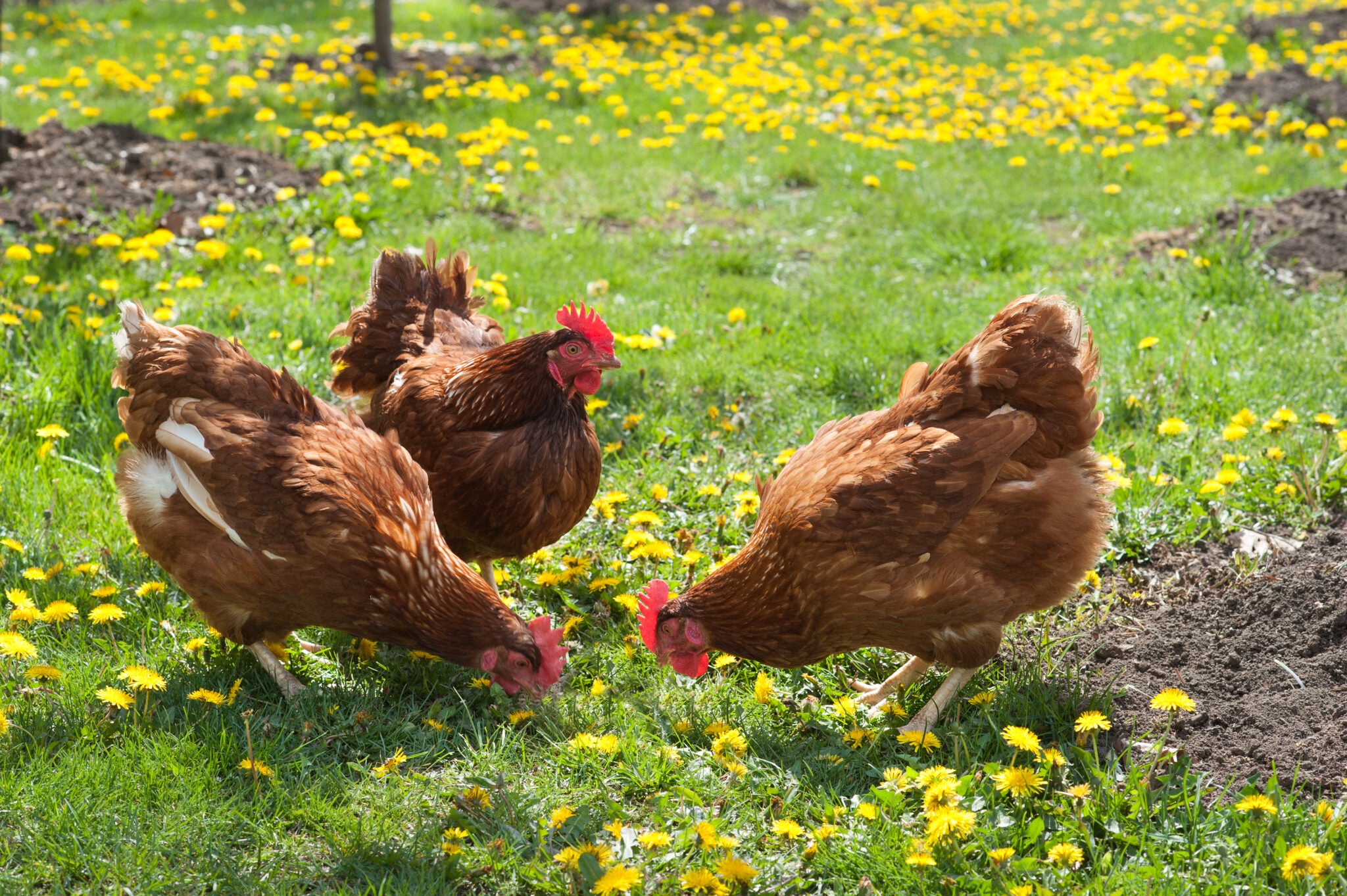 3 chickens in a patch of grass