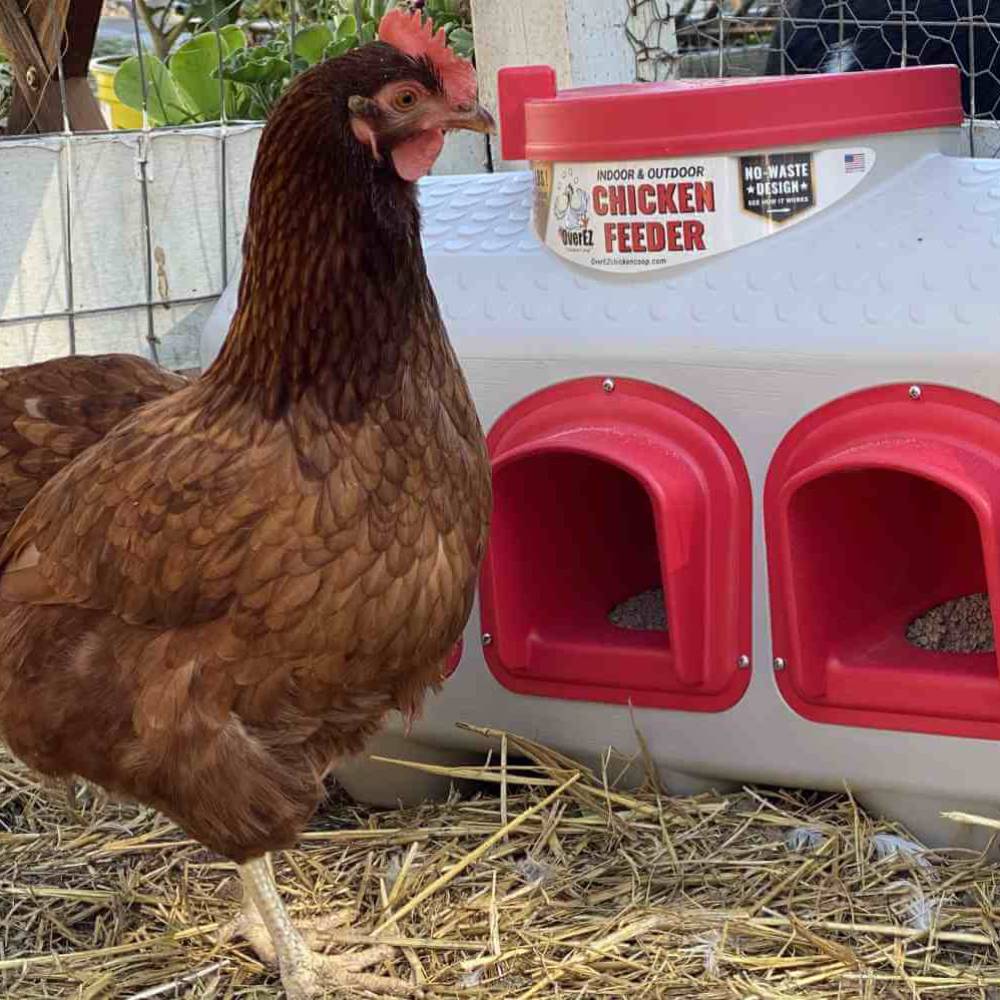Chicken with chicken feeder