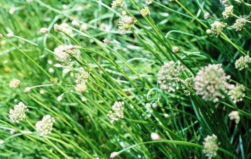 Bed of chives