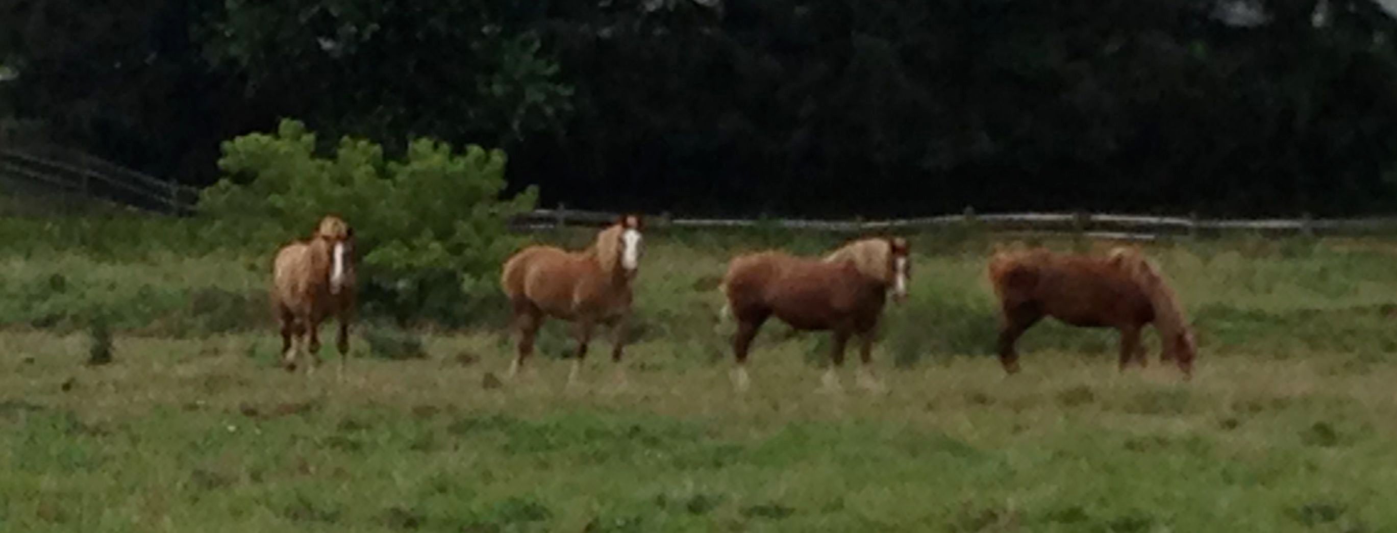 Leisure Plowhorses