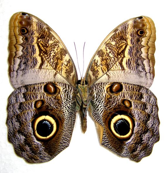 butterfly