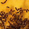 Close-up of honeybees actively working on a golden hexagonal honeycomb inside a beehive, representing beekeeping and hive maintenance, featured in Farm, Garden & Tool and Beekeeping Supplies collections.