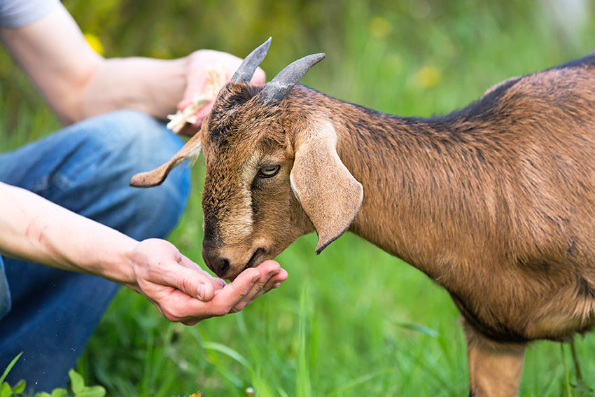 feeding goat