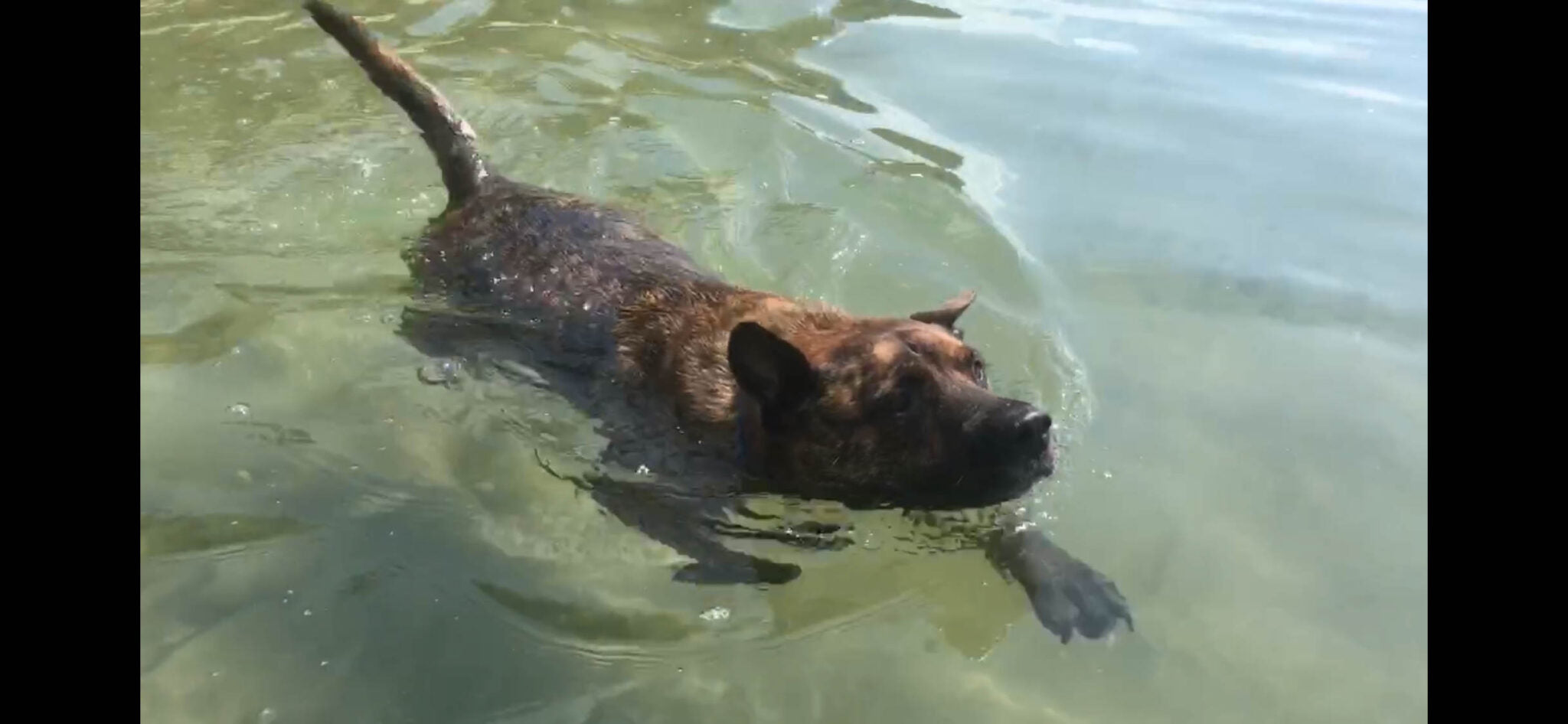 dog swimming on camping trip