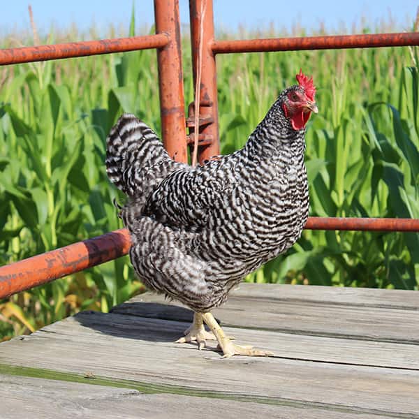 barred rock baby chicks