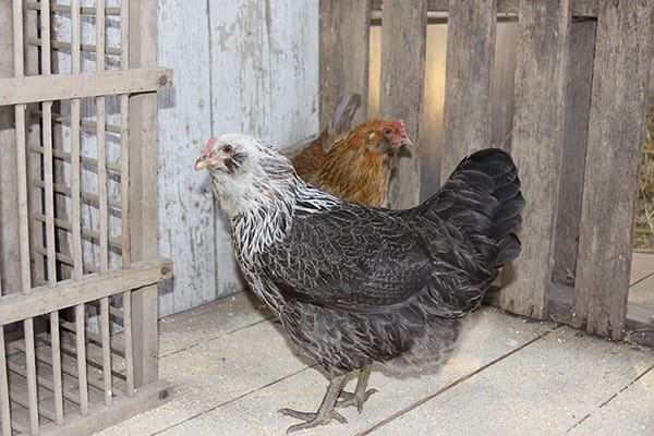 easter egger baby chicks