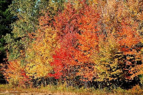 Fall colors