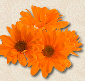 May Daze flowers