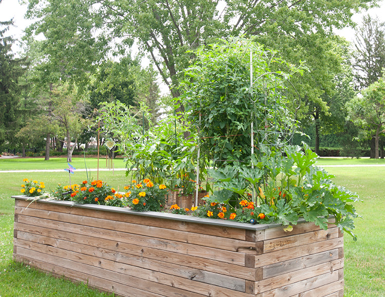 companion planting garden