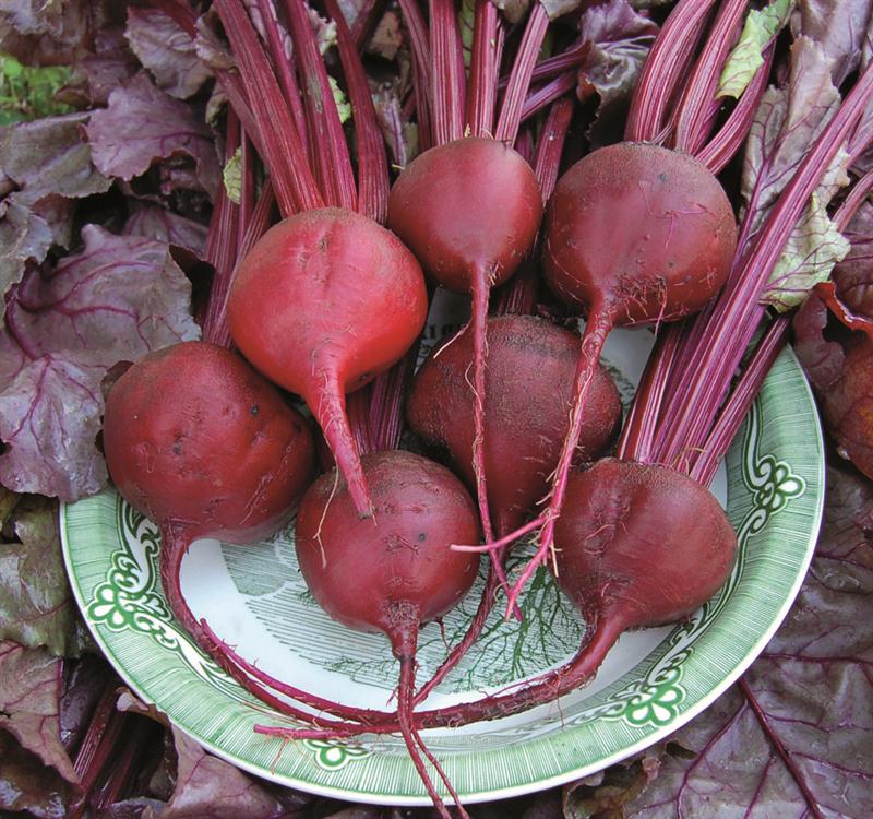 Bull's Blood Beet at Lehmans.com