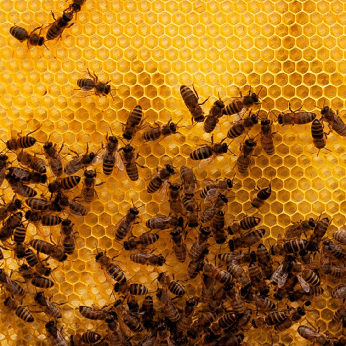 Close-up of honeycomb filled with golden honey and numerous bees actively working, illustrating natural beekeeping processes in Farm, Garden & Tool and Beekeeping Supplies collections.