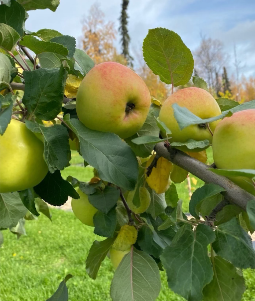 apples from apple orchard