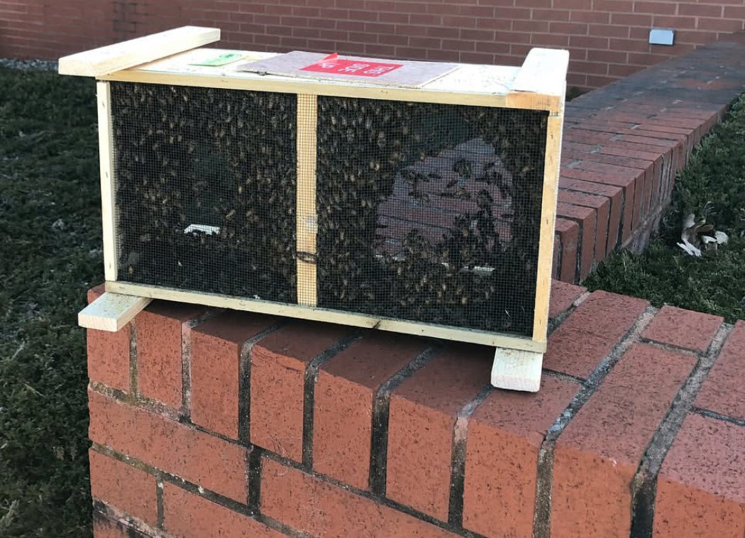 Honeybees at the Post Office