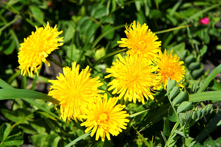 dandelions