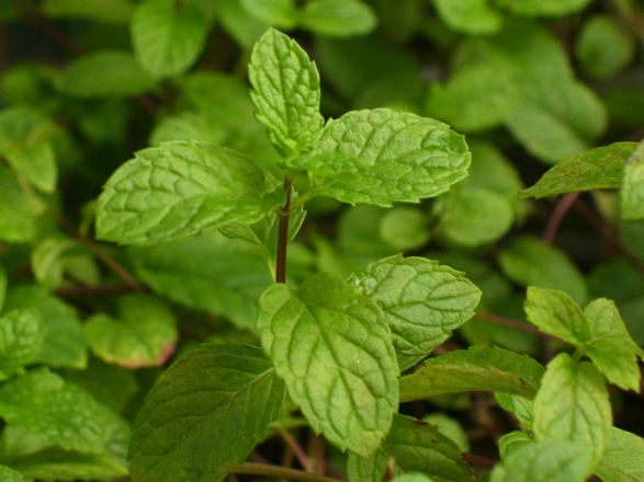 mint