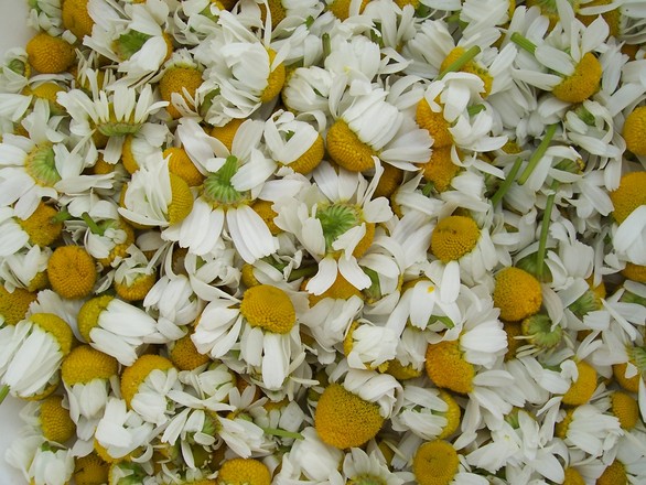 Chamomile flowers