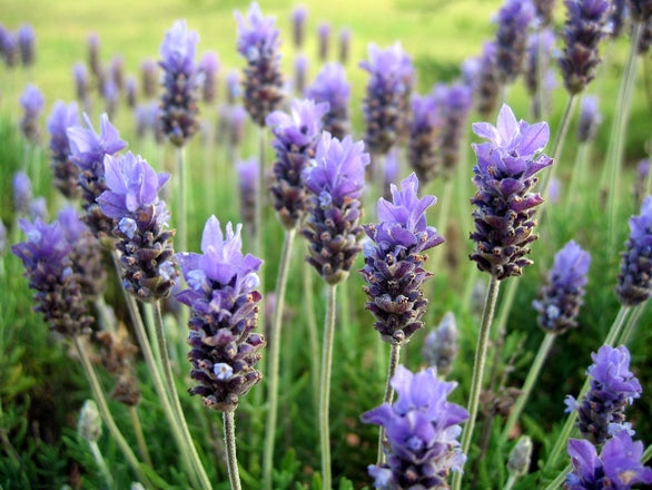 Lavender
