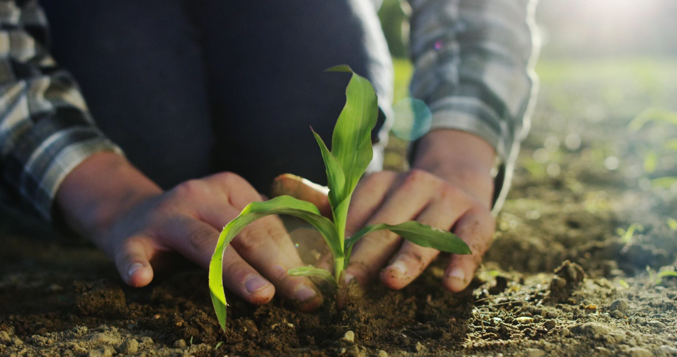 planting plant