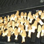 Harvested Morels
