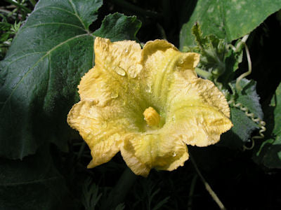 Squash blossom