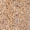 Stutzman Farms Soft White Wheat Berries - Pack of 2