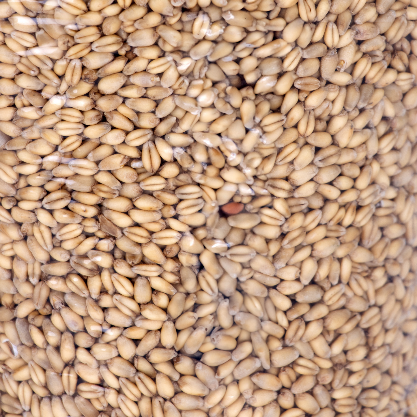 Stutzman Farms Soft White Wheat Berries - Pack of 2