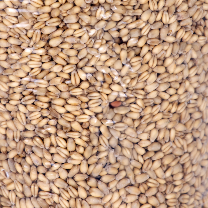 Stutzman Farms Soft White Wheat Berries - Pack of 2