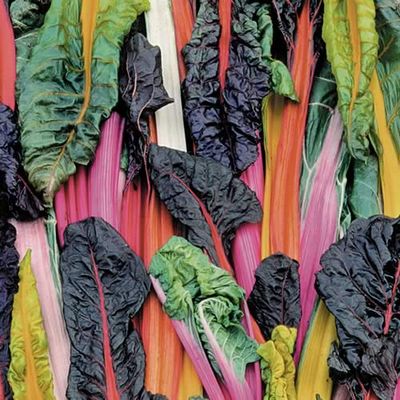 Five Color Silverbeet Swiss Chard Five Color Silverbeet Swiss Chard