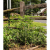 Pair of handcrafted square steel collapsible tomato cages with 9-gauge galvanized wire supporting thriving garden plants, featured in Farm, Garden & Tool, Seeds and Planting, USA Made, Best Sellers, Promo Eligible collections.