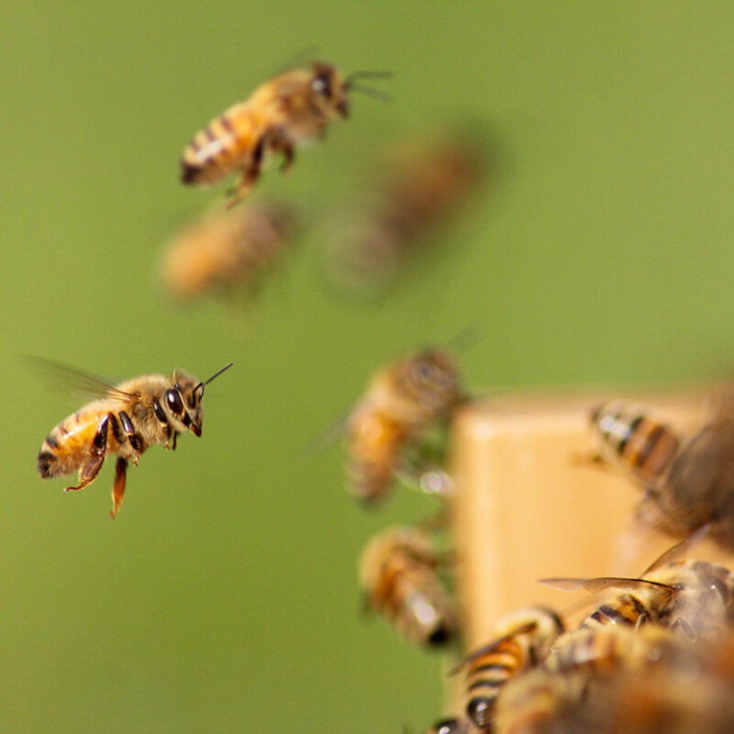 Close-up of honey bees in flight approaching a wooden bee box, symbolizing handcrafted Amish-made beekeeping supplies from USA made collections.