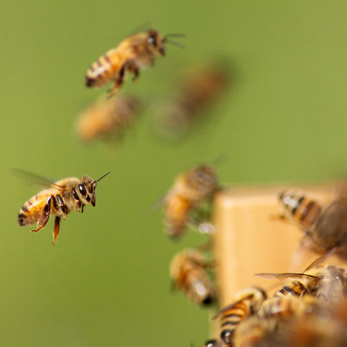 Close-up of honey bees in flight approaching a wooden bee box, symbolizing handcrafted Amish-made beekeeping supplies from USA made collections.