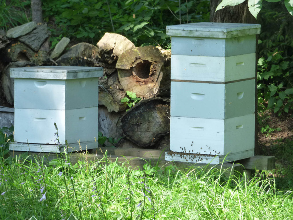 The Ross family's beehives.