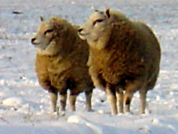 wintersheep 267481_5187